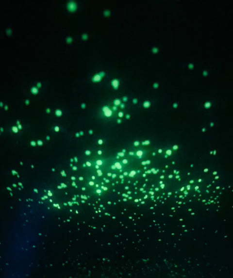 * 1/4 lb Lumi Glow Sparkles